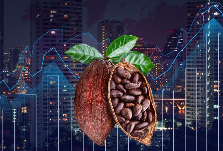 trading cacao