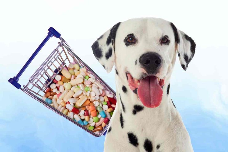 Cane e carrello con medicine