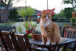 Terrazza e gatto su un tavolo