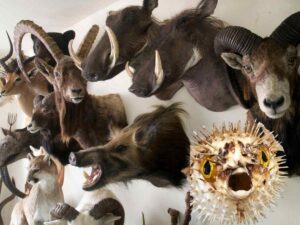 taxidermia