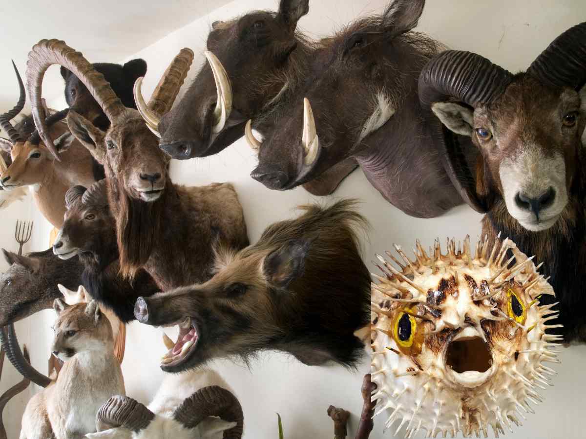 taxidermia