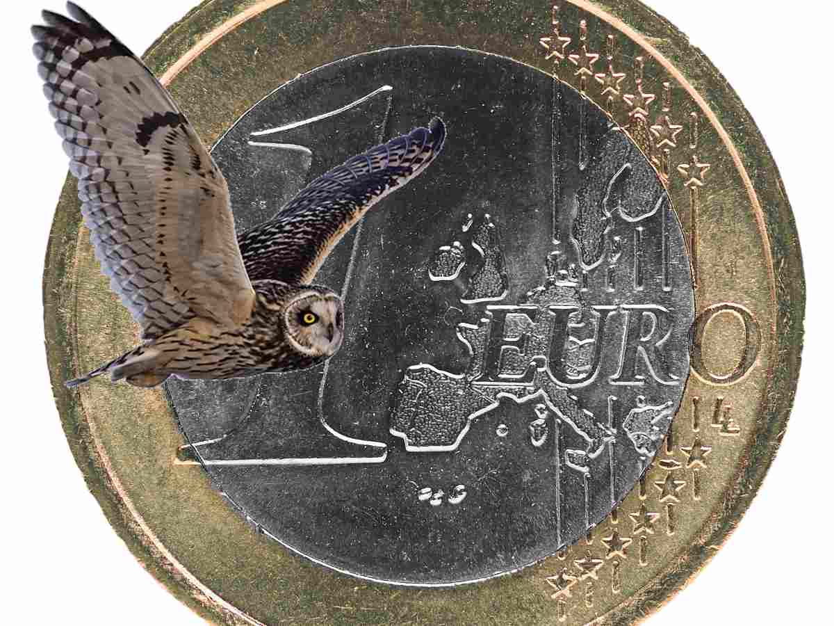 1 euro gufo