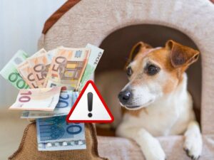 sfondo cane dentro cuccetta e sacco con banconote euro e simbolo pericolo
