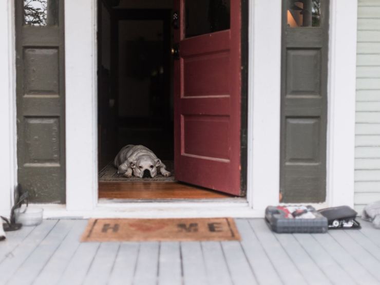 cane sull'uscio della porta